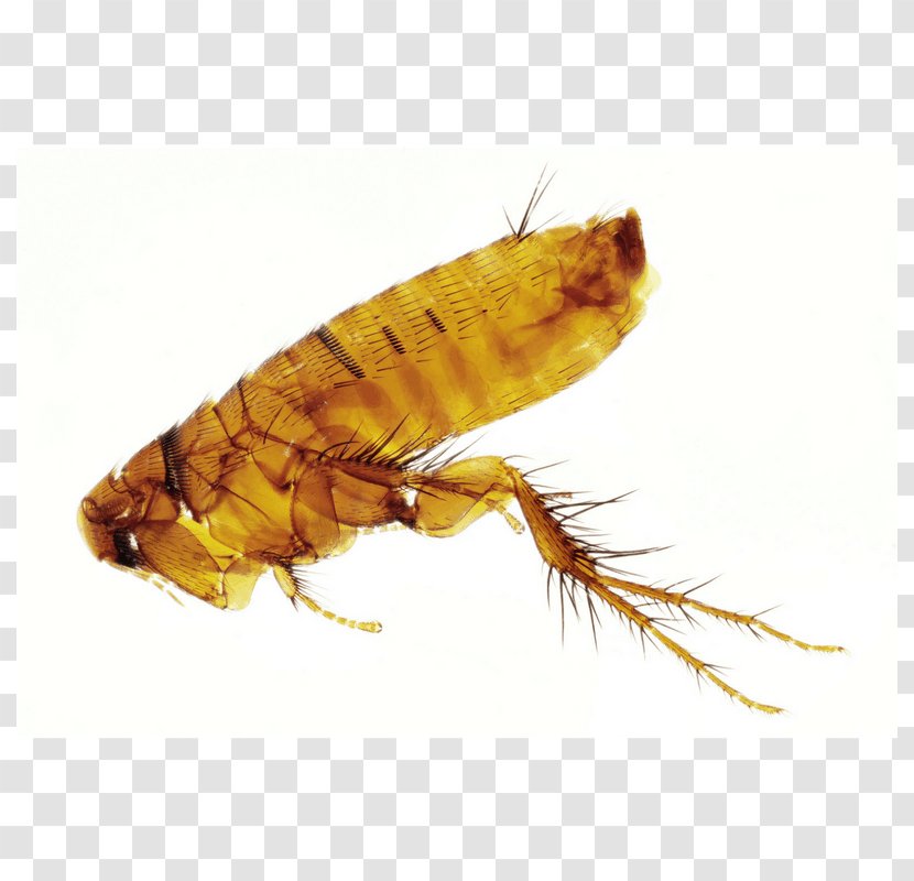 Flea Pest Pterygota Insect Wing Pop & The City - Fly Transparent PNG