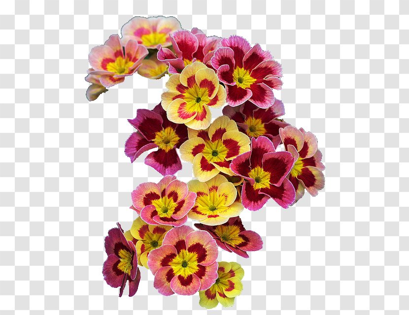 Flower Primrose Spring Wreath Garland - Violet Family - Flowers Background Transparent PNG