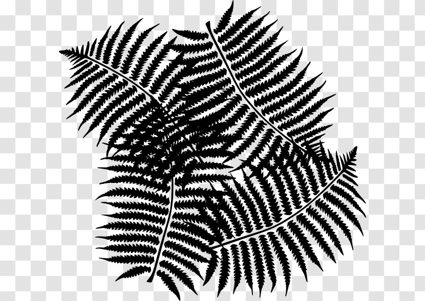 Black & White - Terrestrial Plant - M Pattern Line Leaf Transparent PNG