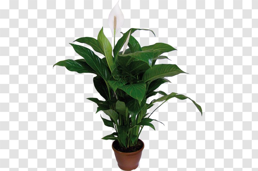 Spathiphyllum Wallisii Houseplant Plants Flowerpot Dumb Canes - Mini Schefflera Bonsai Transparent PNG