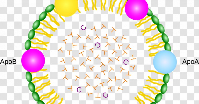 Lipoprotein Lipase Deficiency Chylomicron Lipid Cholesterol - Organism - Highdensity Transparent PNG