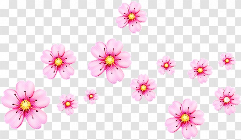 Cherry Blossom Background - Photography - Wildflower Transparent PNG