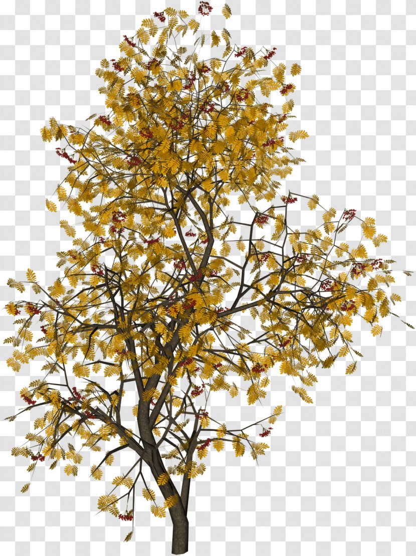 Tree Photography Juglans - Birch - Golden Leaves Transparent PNG