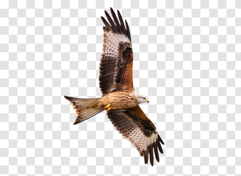 Bird Of Prey Falcon - Owl Transparent PNG