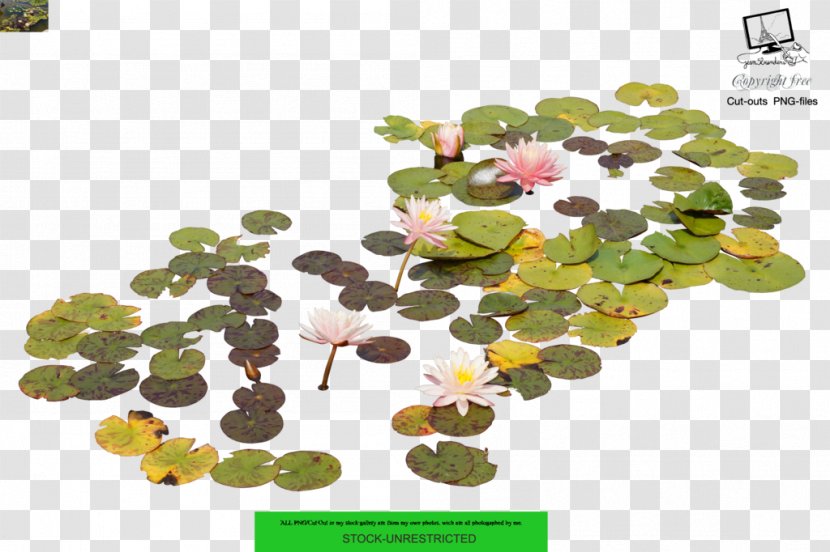 Photography Nelumbo Nucifera - Leaf - Aquatic Plants Transparent PNG