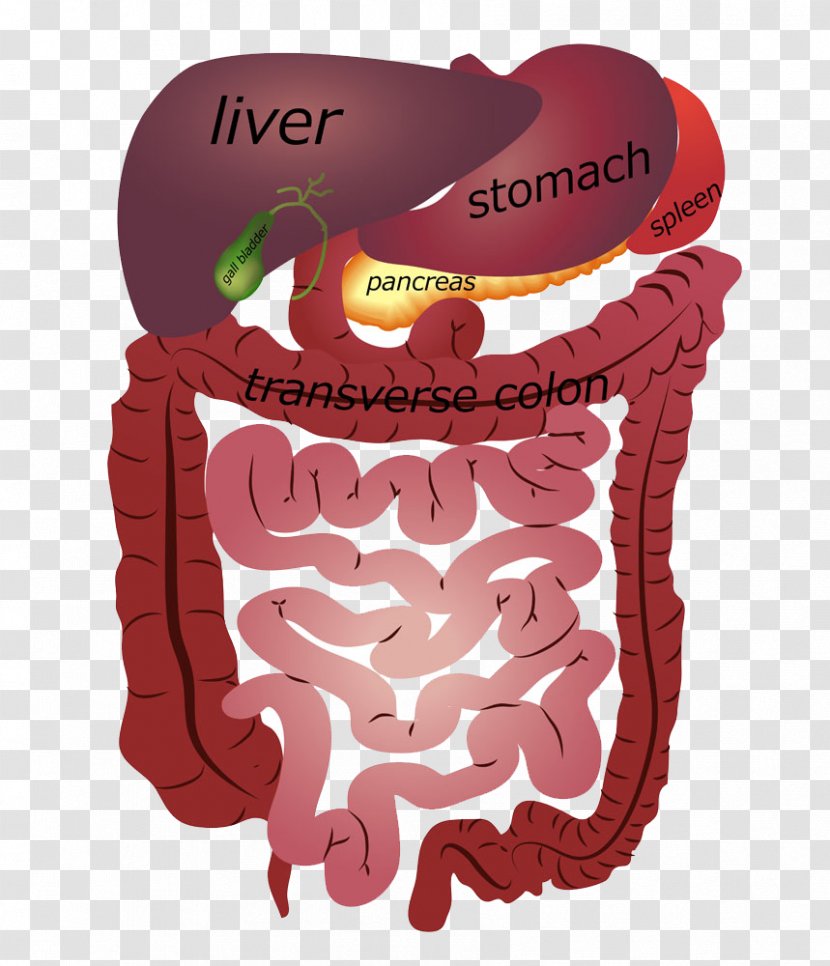 Food Eating Health Detoxification Chewing - Frame - Model Of Human Organs Transparent PNG
