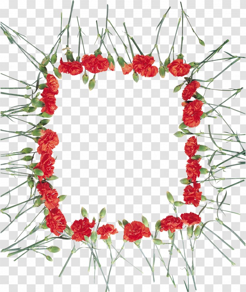Floral Design Carnation Cut Flowers Photography - Painting - Flower Transparent PNG
