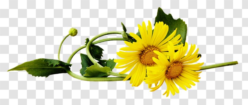 Animaatio Smiley Clip Art - Sunflower Seed Transparent PNG