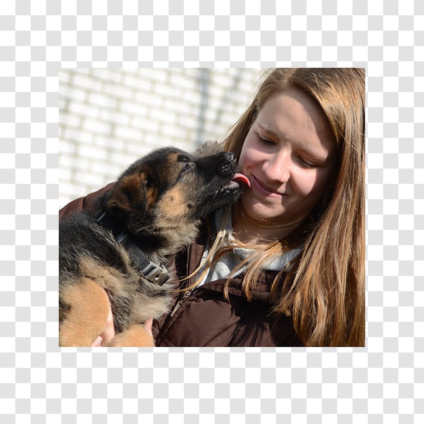 Dog Breed Puppy German Shepherd Companion Show Line - Breeder Transparent PNG