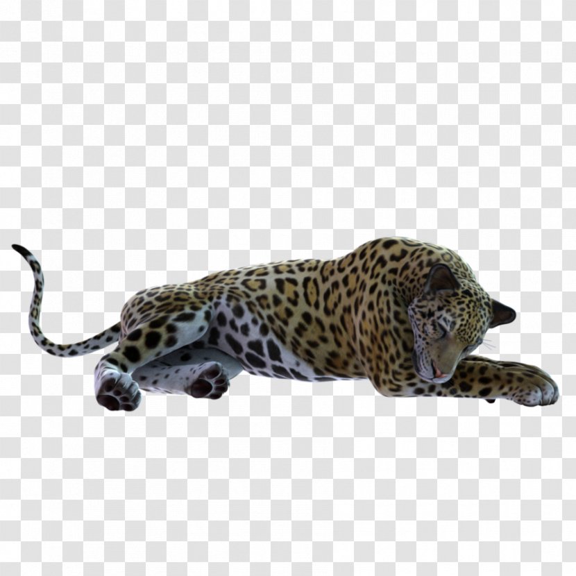 Leopard Jaguar Cheetah Fauna Wildlife - Big Cats Transparent PNG