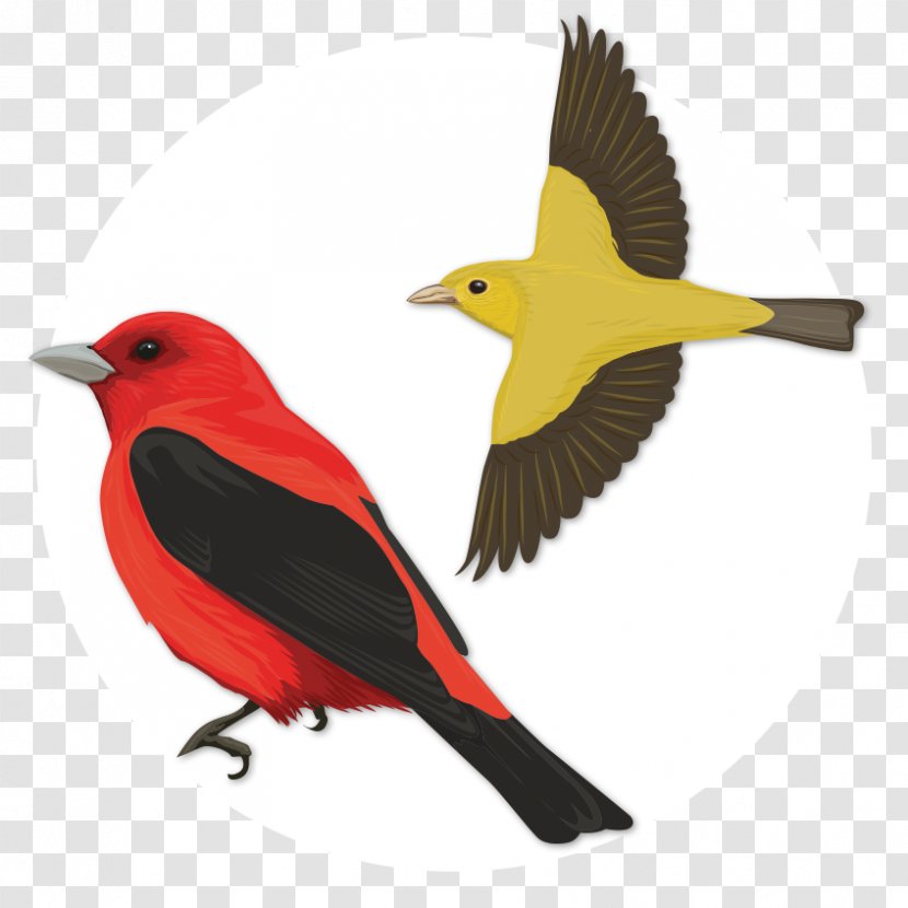 Bird Scarlet Tanager Old World Oriole Oyster Bay - Wing Transparent PNG