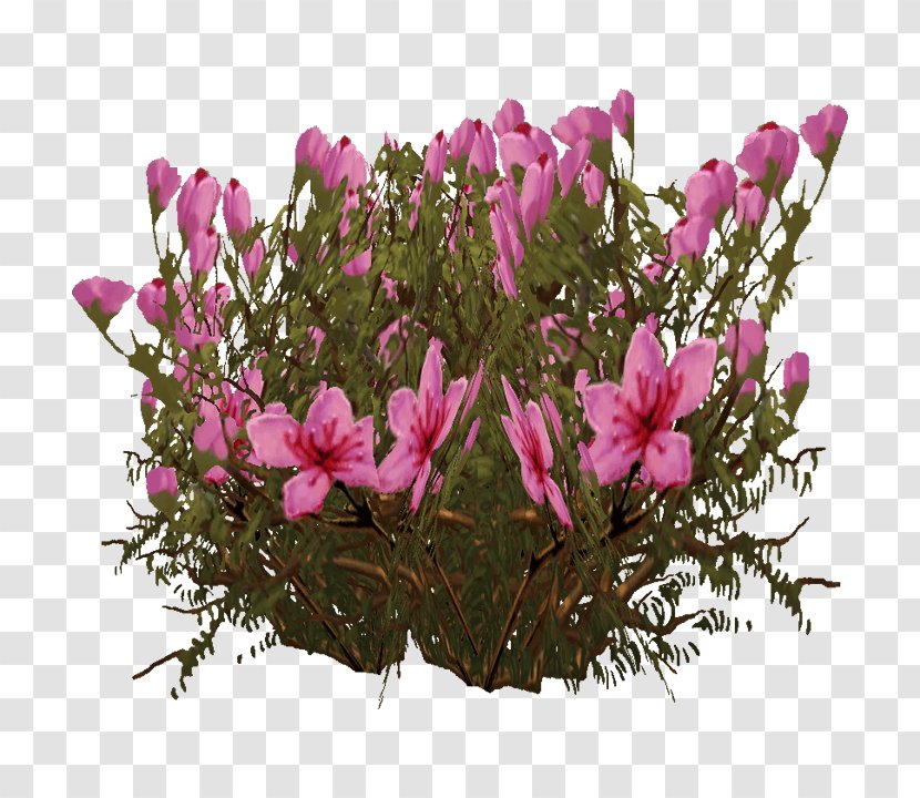 Cyclamen Floral Design Pink M Petal - Flowering Plant Transparent PNG