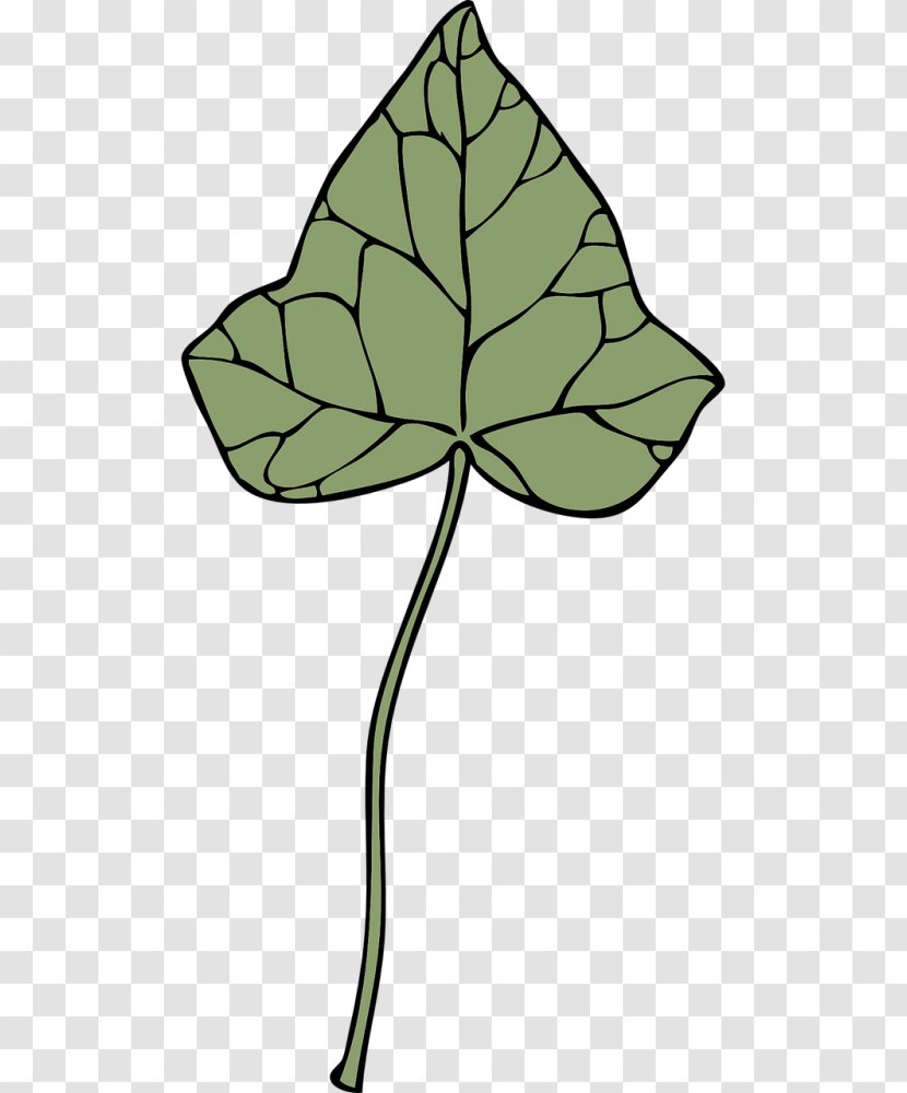 Drawing Clip Art - Flora - Swiss Cheese Plant Leaves Transparent PNG