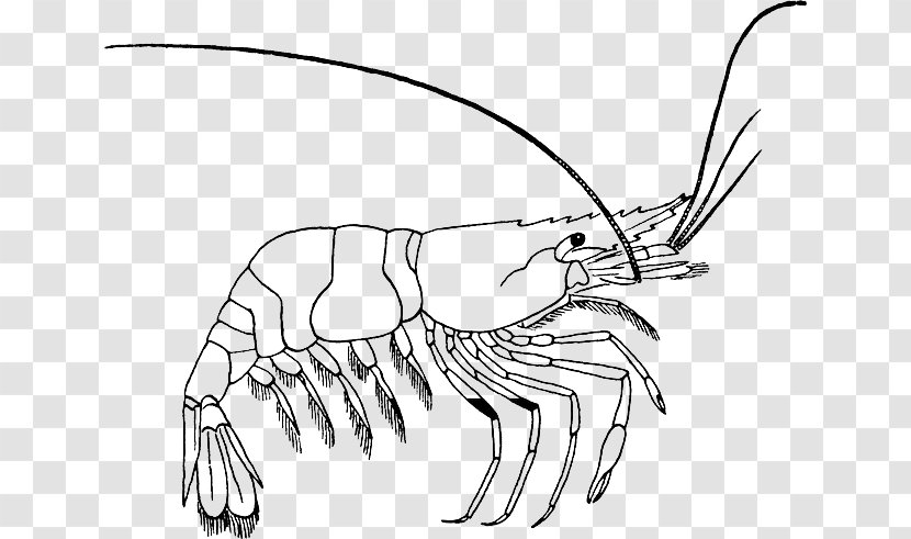 Coloring Book Drawing Prawn Clip Art - Character - Hermit Crabs Transparent PNG