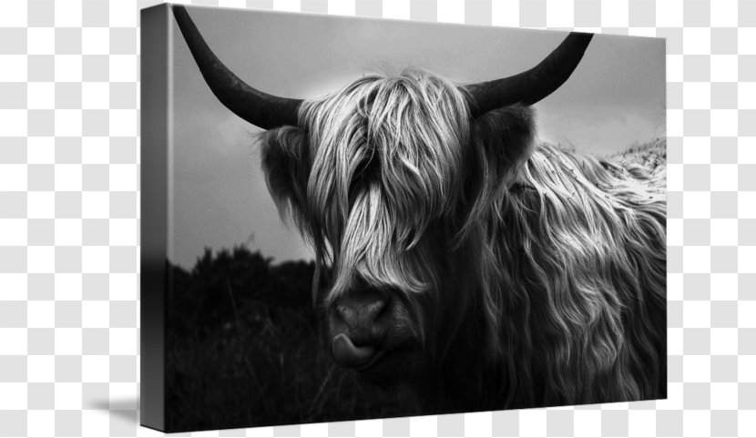 Bull Cattle Wildlife Stock Photography - White - Highland Cow Transparent PNG