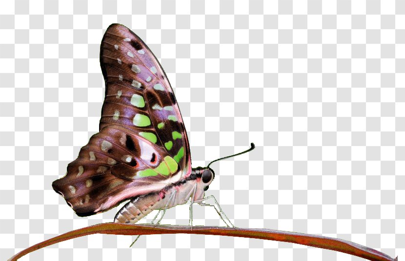 Brush-footed Butterflies Moth Purple Pest M. Butterfly - Insect - Dragonflies Transparent PNG