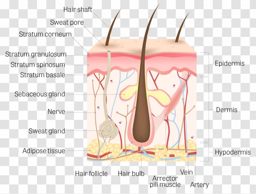 Human Skin Dermis Body Stratum Corneum Anatomy - Watercolor - Follicle Transparent PNG