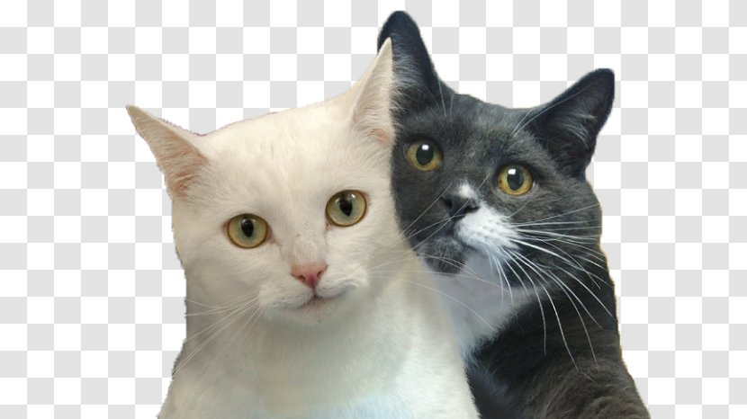 Cat Selfies Desktop Wallpaper Felidae Transparent PNG
