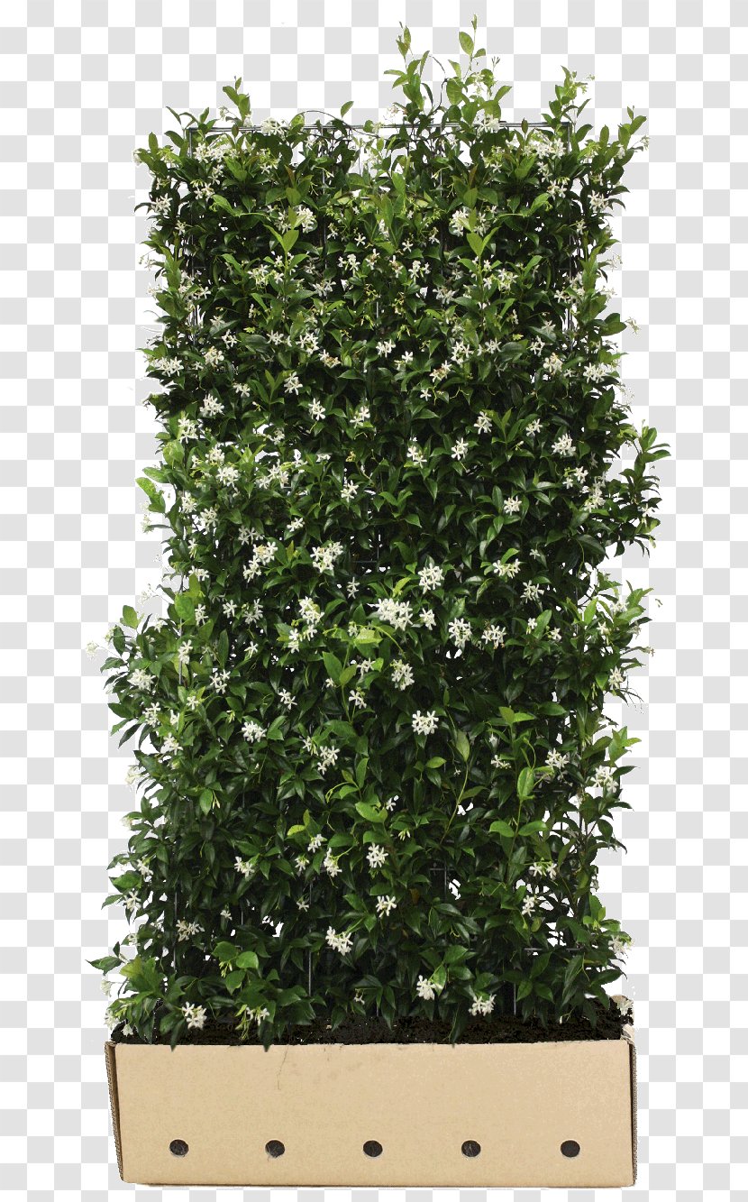 Confederate-jasmine Common Ivy Hedge Vine Evergreen Transparent PNG