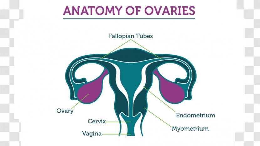 Ovarian Cancer Ovary Fallopian Tube Tumor - Text Transparent PNG