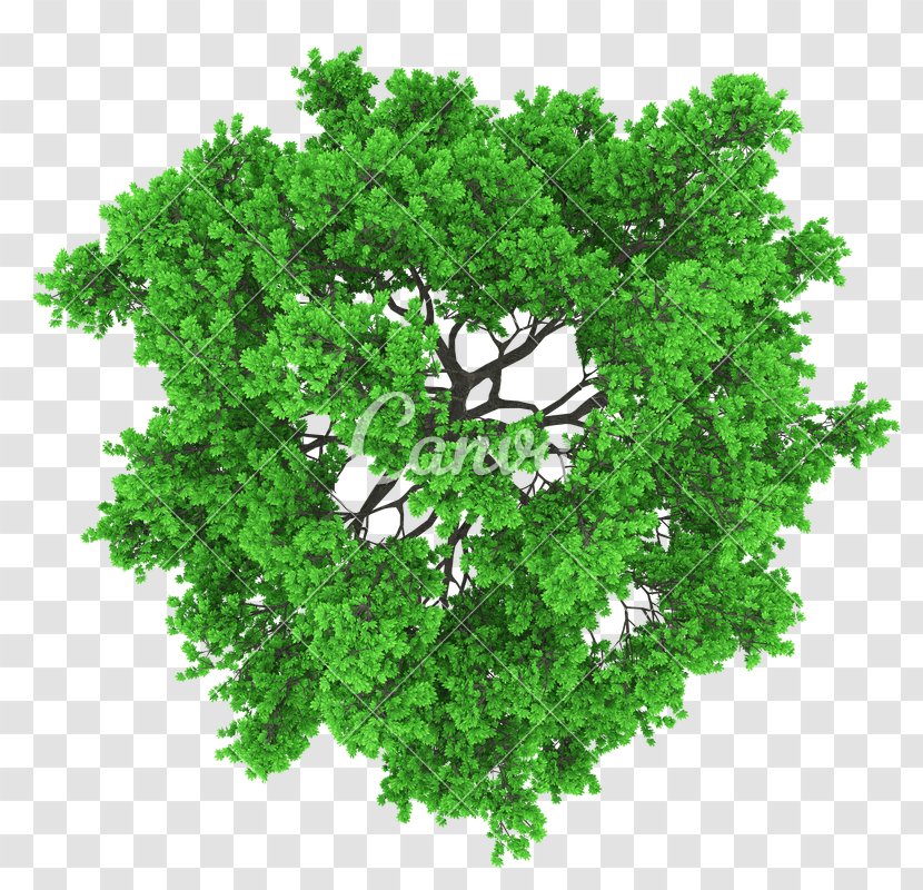 Vector Graphics Clip Art Stock Photography Royalty-free - Creative Market - Tree Transparent PNG