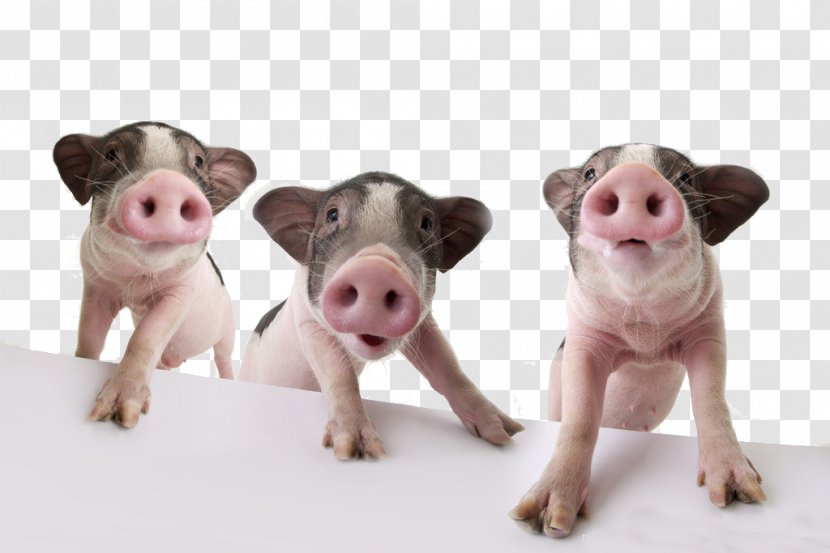 Domestic Pig Pet The Three Little Pigs Wallpaper Transparent PNG