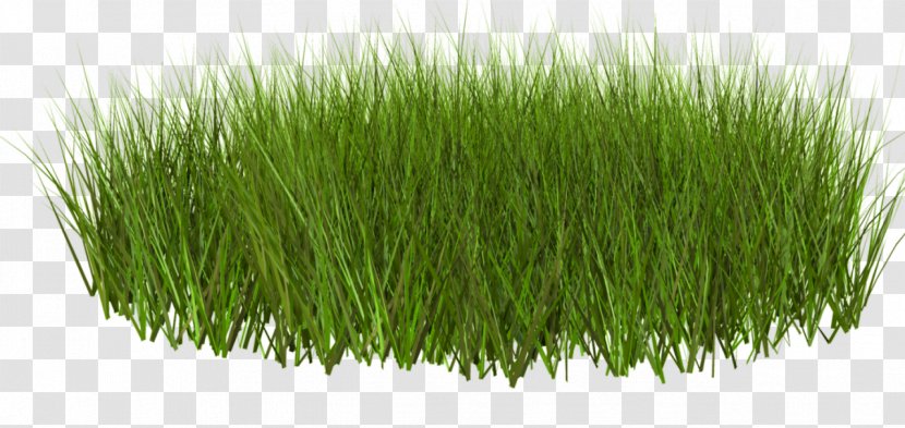 Download Clip Art - Commodity - Spring Grass Transparent PNG