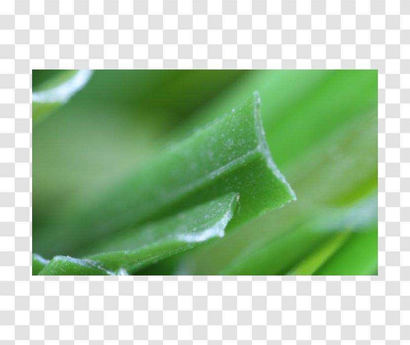 Close-up - Plant Stem - Artificial Grass Transparent PNG