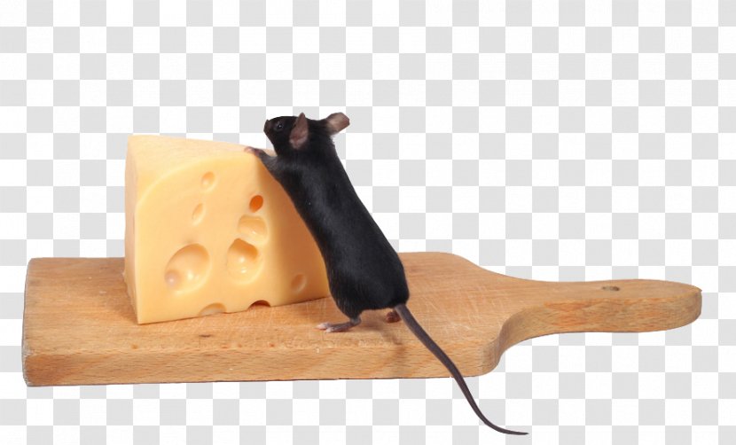 Computer Mouse Stock Photography Cheese - Who Moved My Transparent PNG