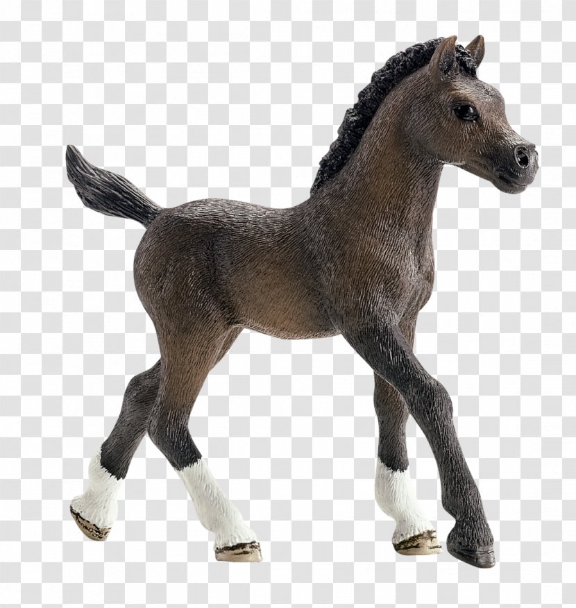 Arabian Horse Andalusian Foal Stallion Mare - Livestock - Bedouin Transparent PNG