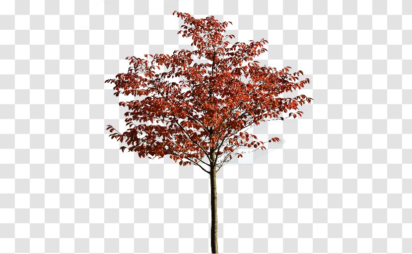 Tree Maple Autumn Woody Plant - Fall Transparent PNG