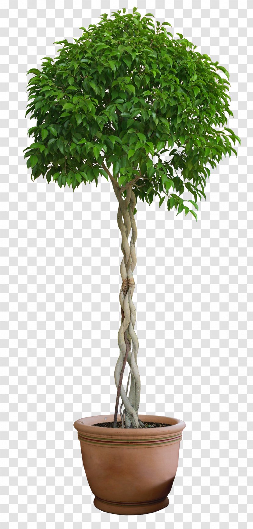 Topiary Tree Casa E Cor Tintas Box Common Holly - Plant Transparent PNG