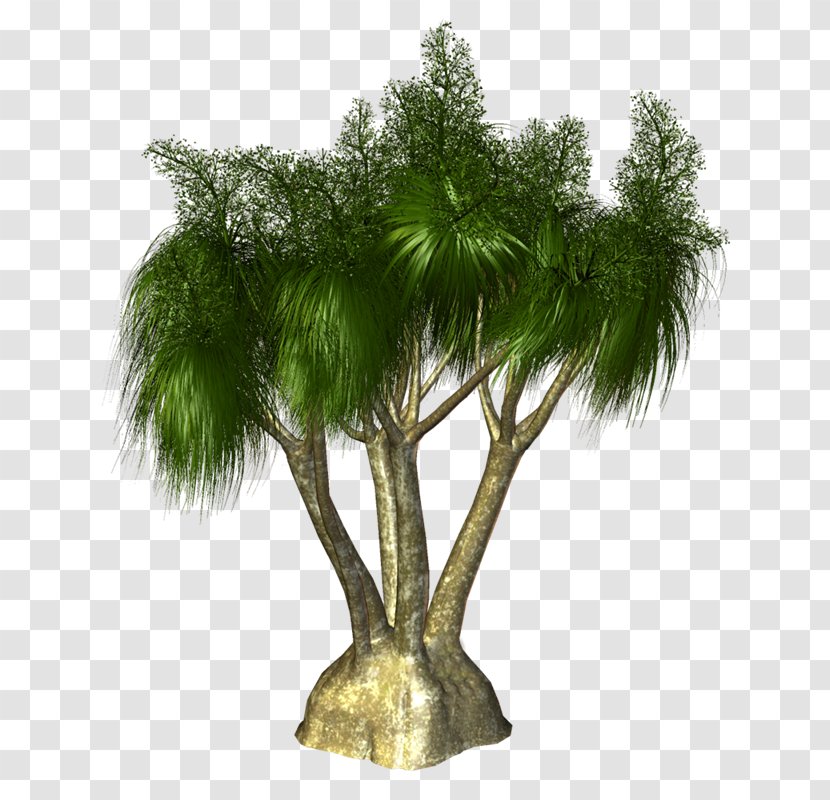 Arecaceae Tree Evergreen Branch Willow - Trunk - Vf Transparent PNG