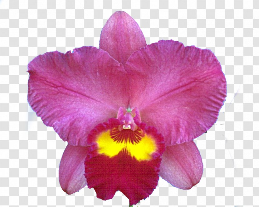 Christmas Orchid Crimson Cattleya Dendrobium Orchids Moth - Hybrid Transparent PNG