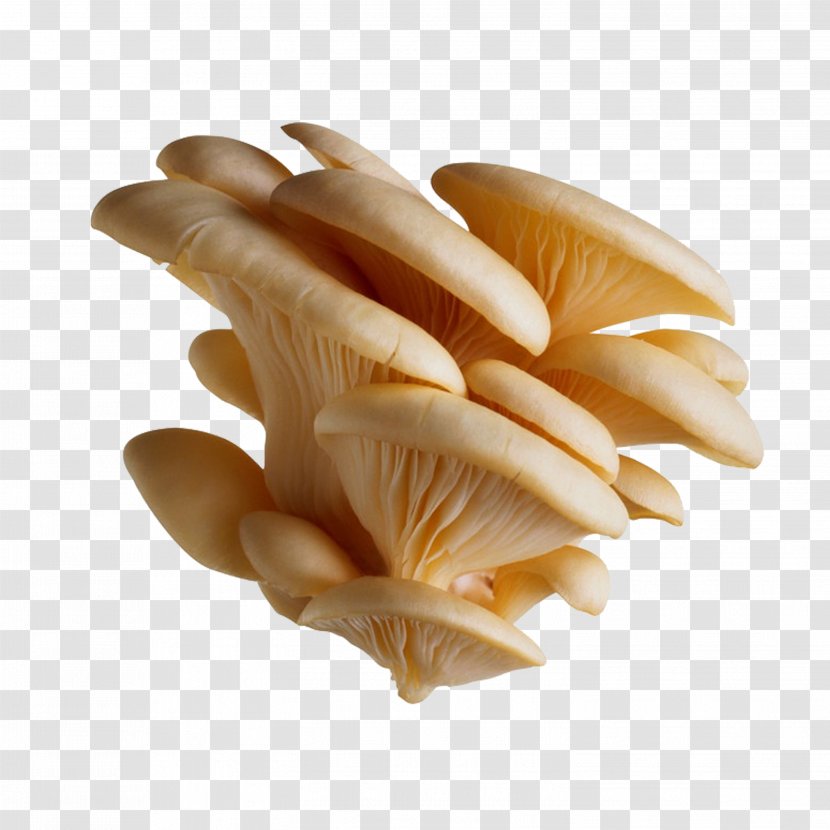 Oyster Mushroom Pleurotus Eryngii Pulmonarius Edible - Hand Model Transparent PNG