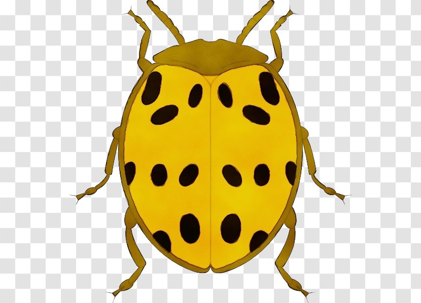 Ladybug - Watercolor - Bug Transparent PNG