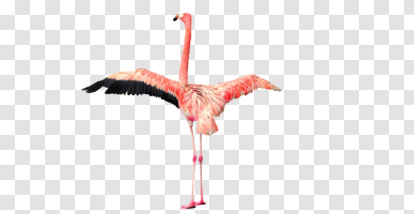 Phoenicopteridae Flamingo Clip Art - Phoenicopteriformes - Wings Transparent PNG