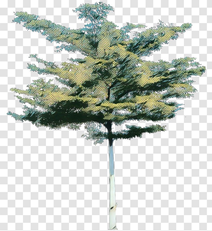 Family Tree Background - Jack Pine - Larch Cypress Transparent PNG