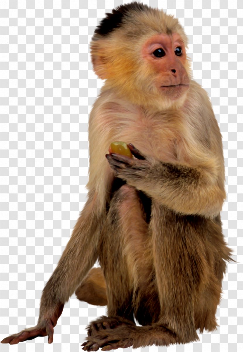 Baby Monkeys Macaque Primate - Monkey Transparent PNG