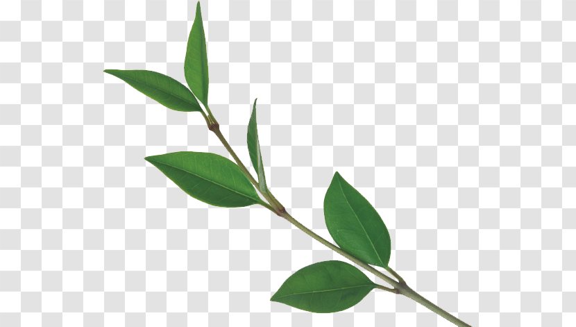 Tea Leaf Tree Plant - Leaves Transparent PNG