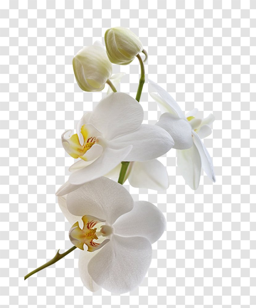 Orchids Flower Blog Clip Art - White Transparent PNG
