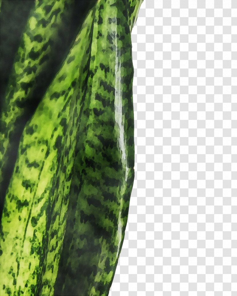 Plant Stem Vegetable Cucumber Cucurbits Melon Transparent PNG