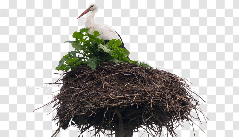White Stork Bird Nest NEST+m Beak Transparent PNG