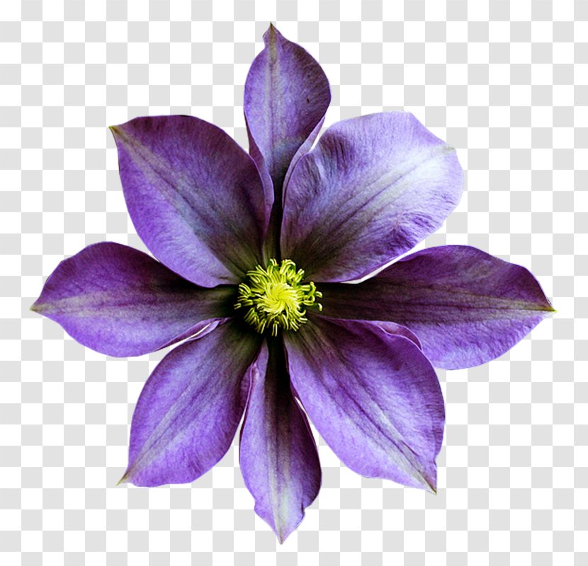 Sweet Violet Flower Purple - Clematis - Petal Transparent PNG