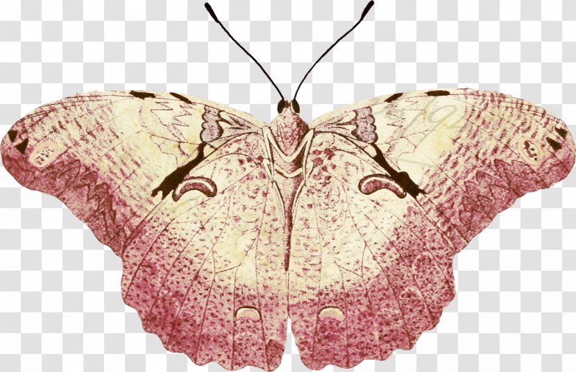 Butterfly Moth Silkworm .net - Fauna Transparent PNG