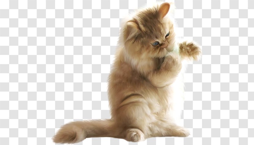 Kitten Munchkin Cat European Shorthair Food Domestic Short-haired - Paw Transparent PNG