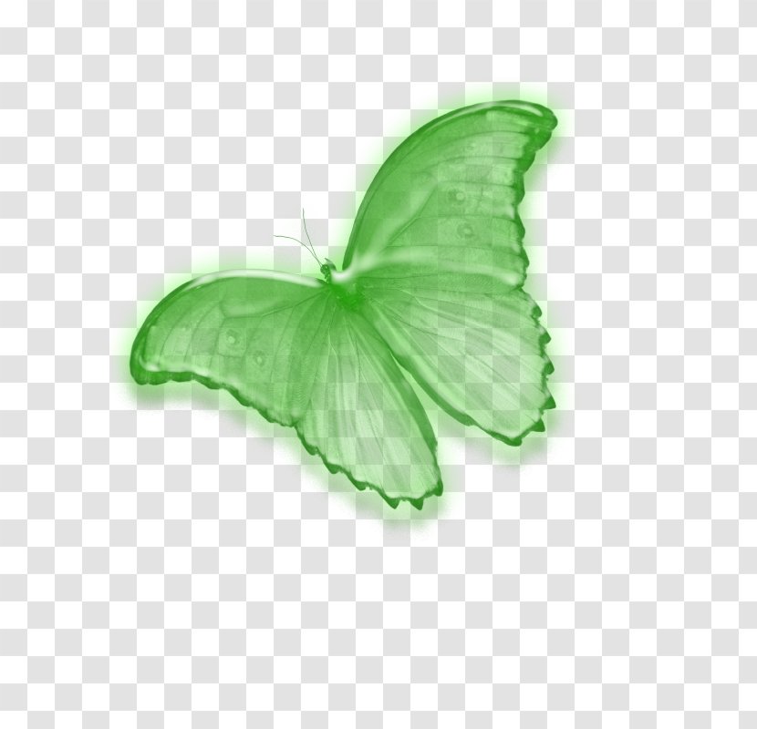 Butterfly Insect PhotoScape Image Editing Pollinator - Creative Flower Photos Transparent PNG