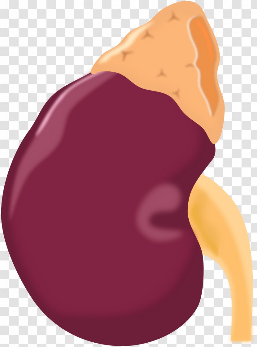 Adrenal Gland Kidney Clip Art - Tree - Health Kidneys Cliparts Transparent PNG