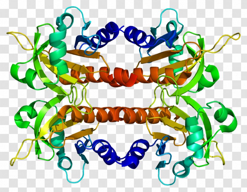 PFN2 Profilin Vasodilator-stimulated Phosphoprotein FMNL1 - Flower - Frame Transparent PNG