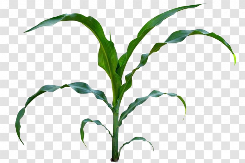 Sweet Corn Baby Maize Plant Stem Clip Art - Flower - Straw Transparent PNG